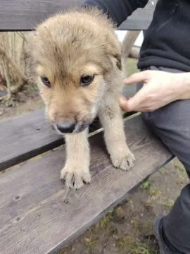 Cztery urocze szczeniaczki szukają kochającego domku. !!!, , Ustków