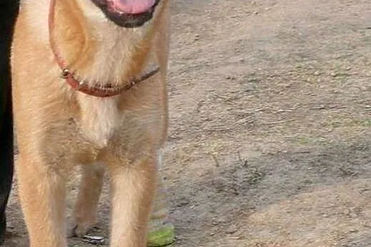 Boni, 4 miesięczne CUDO! Grzeczna, zakochana w czł