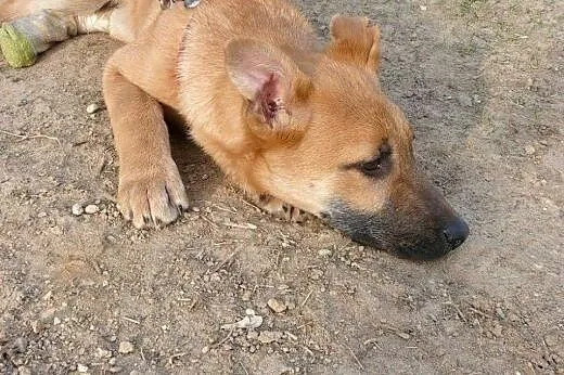 Boni, 4 miesięczne CUDO! Grzeczna, zakochana w czł