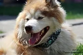 Haruki - pies w typie Malamute,  mazowieckie Nowy , Nowy Dwór Mazowiecki