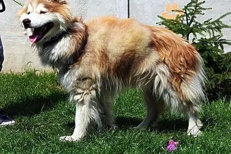Haruki - pies w typie Malamute,  mazowieckie Nowy 