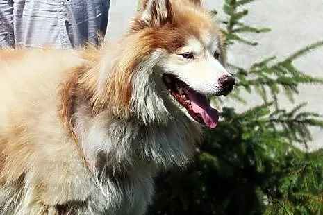 Haruki - pies w typie Malamute,  mazowieckie Nowy 