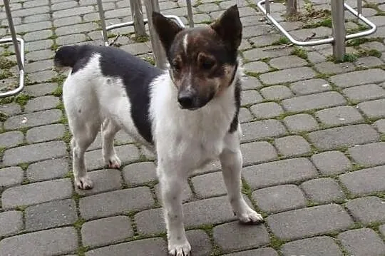 Młody i sliczny BONBON