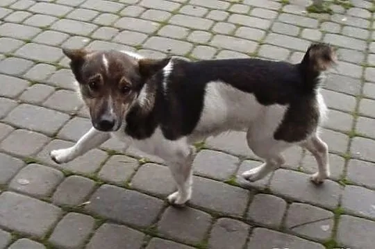 Młody i sliczny BONBON