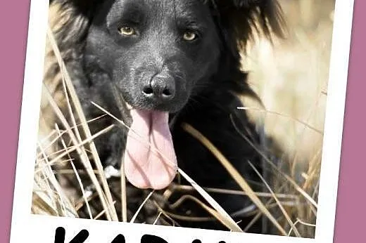 1 rok,14 kg,przyjacielska,wesoła,przytulaśna suczka KARMI.Adopcja,  śląskie Katowice