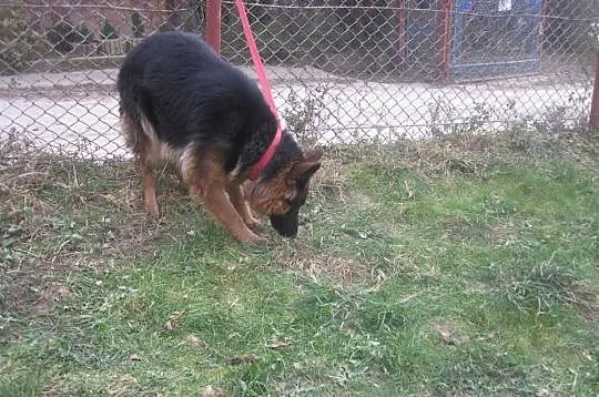 Owczarek Niemiecki Suka Sprzedam