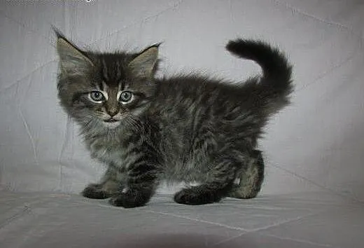 MAINE COON - rodowodowe kociaczki FPL/FIFE, podka