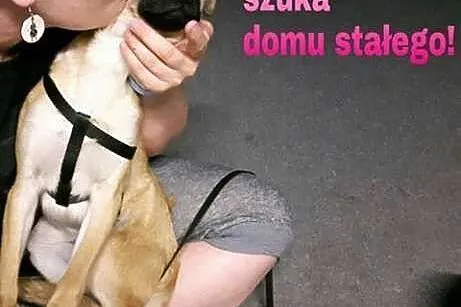 Szczeniaczek FIGARO szuka ciepłego, wyrozumiałego 