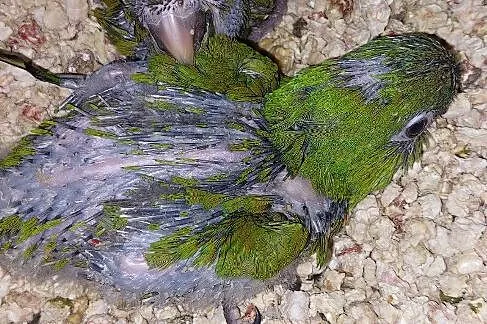 Ara nobilis ręcznie karmiona, Śląskie, Wodzisław Śląski