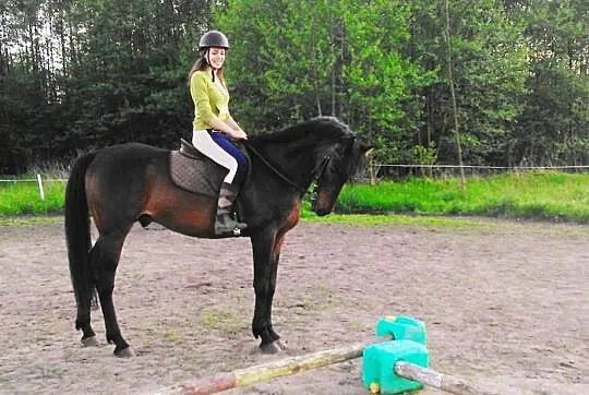Sprzedam wałacha! Mondeo :) Zapraszam :)