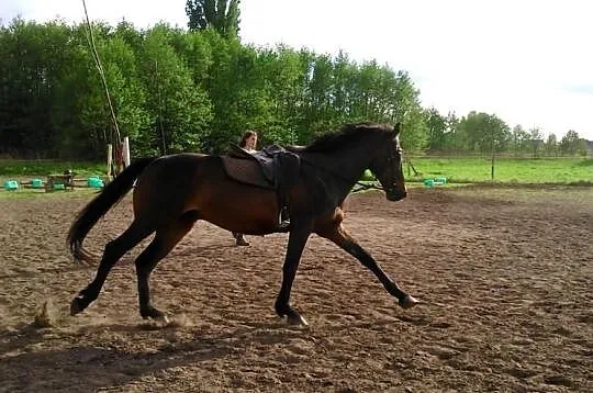 Sprzedam wałacha! Mondeo :) Zapraszam :)