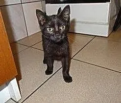 3 miesięczny kotek, grzeczny, zdrowy maluch adopcj