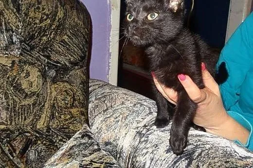 3 miesięczny kotek, grzeczny, zdrowy maluch adopcj