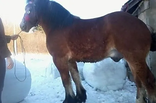 Konie zimnokrwiste