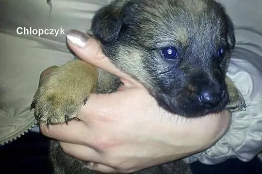 Oddam Szczeniaczki w dobre ręce !