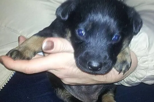 Oddam Szczeniaczki w dobre ręce !