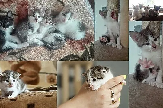 7 tygodniowe kociaki szzukają domów