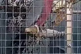 Kupię samice kakadu różowego przynajmniej 2letnia , Brzeszcze