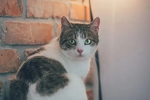 Trójłapek OLI - SAM w mieszkaniu po śmierci właści