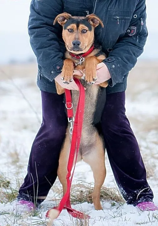 Psi dzieciak-mix amstaffa i rottweilera pilnie szu