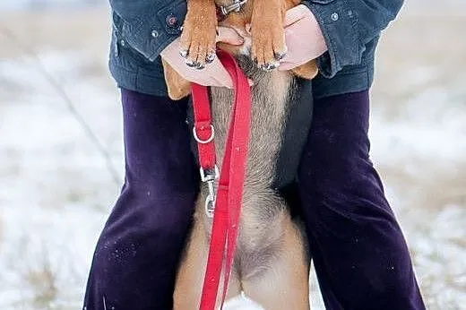 Psi dzieciak-mix amstaffa i rottweilera pilnie szu