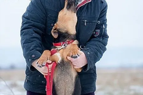 Psi dzieciak-mix amstaffa i rottweilera pilnie szu
