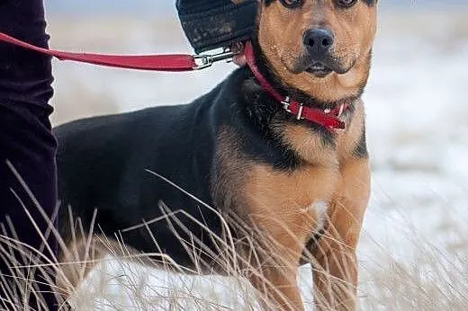 Psi dzieciak-mix amstaffa i rottweilera pilnie szu