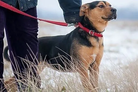 Psi dzieciak-mix amstaffa i rottweilera pilnie szu