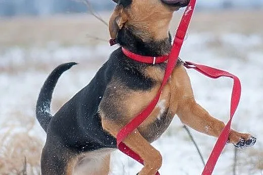 Psi dzieciak-mix amstaffa i rottweilera pilnie szu