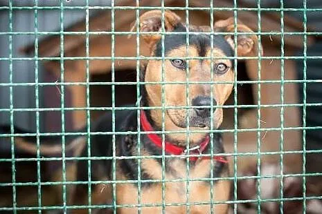 Psi dzieciak-mix amstaffa i rottweilera pilnie szu