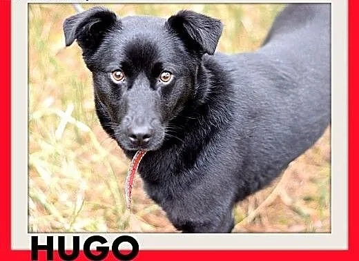 HUGO,średni,łagodny,rodzinny, czarny piesek.ADOPCJ
