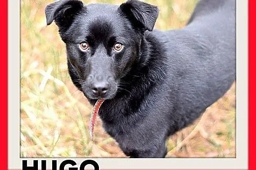 HUGO,średni,łagodny,rodzinny, czarny piesek.ADOPCJ