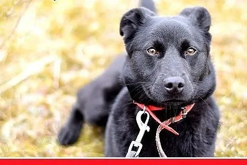 HUGO,średni,łagodny,rodzinny, czarny piesek.ADOPCJ