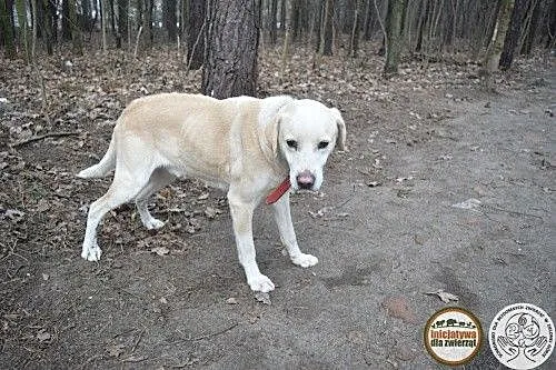 Roki - goły beton i ciężki łańcuch, tak żył___