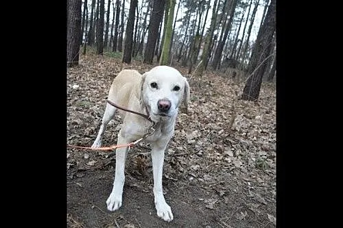 Roki - goły beton i ciężki łańcuch, tak żył___