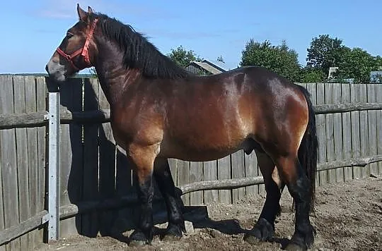 Ogierak 1,5 roczny BRIX.