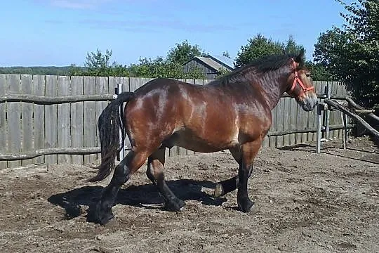 Ogierak 1,5 roczny BRIX., , Gliniany