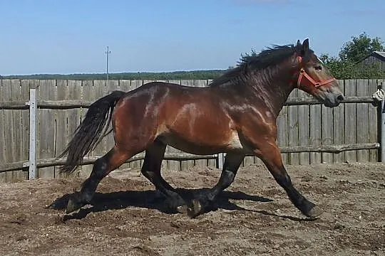 Ogierak 1,5 roczny BRIX., , Gliniany