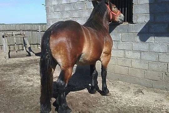 Ogierak 1,5 roczny BRIX., , Gliniany