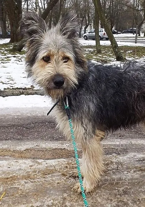 Piękna grzeczna Szczotka szuka domu!, warmińsko-m