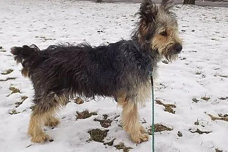 Piękna grzeczna Szczotka szuka domu!,  warmińsko-m