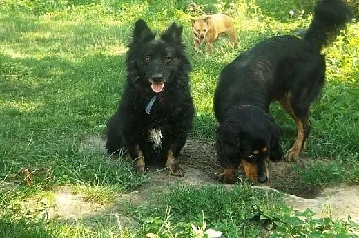 Malutki, czarniutki piesio poszukuje pilnie domu.,