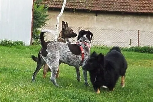 Malutki, czarniutki piesio poszukuje pilnie domu.,