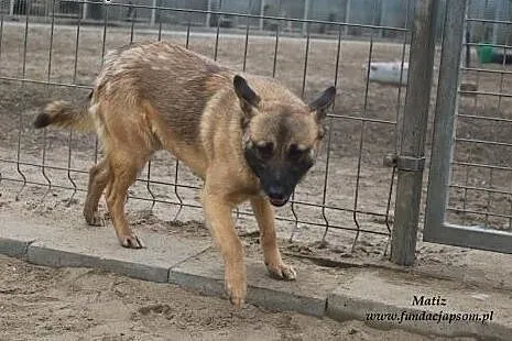 Matiz - próbuje odzyskać zaufanie do człowieka ,  