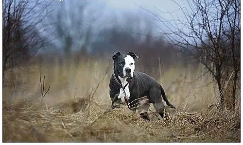 Kornel 8-letnii amstaff szuka domu, mazowieckie W