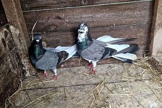 Gołębie wysokolotne, Lubuskie, Kosin