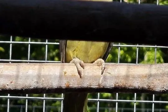 Aleksandretty obrożne mutacje, Mazowieckie, Głowaczów