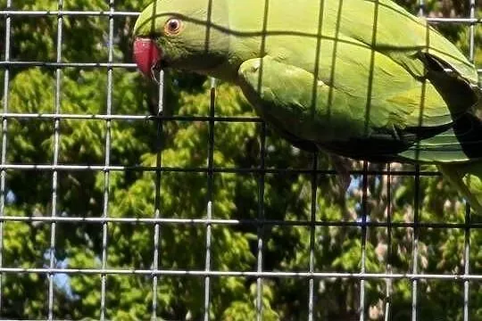 Aleksandretty obrożne mutacje, Mazowieckie, Głowaczów