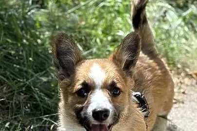 Cudowne szczeniaki Welsh Corgi Pembroke, Mazowieckie, Błonie