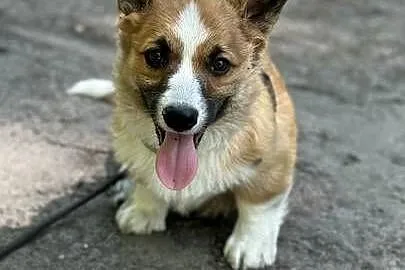 Cudowne szczeniaki Welsh Corgi Pembroke, Mazowieckie, Błonie
